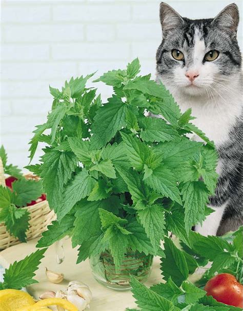 Catnip Seeds | Nepeta cataria | Herb Garden Seeds