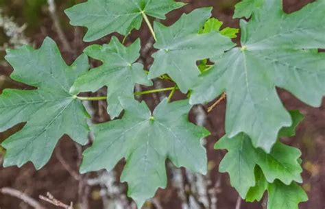 35 Maple Tree Types (Pictures and Leaf Identification)