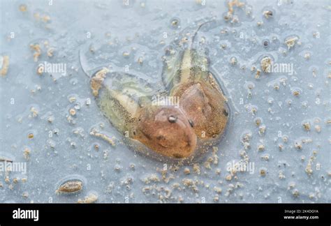 frog reproduction cycle Stock Photo - Alamy