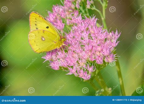 Pieridae butterfly stock image. Image of life, wild - 128091773