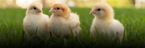 Recommended Hatcheries For Egg and Chicks | Hatching Time