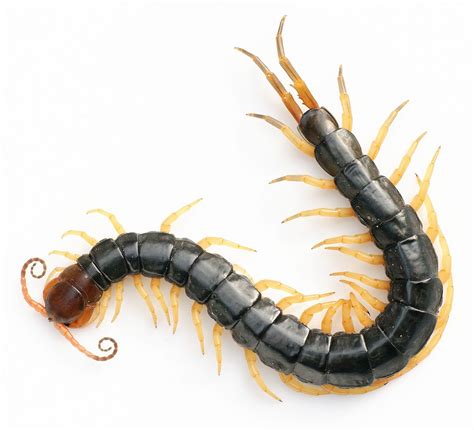 Chinese red-headed centipede - Wikipedia