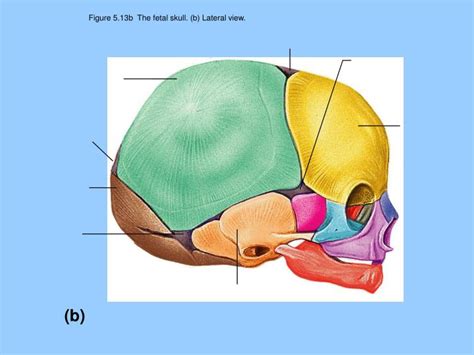 Fetal Skull Anatomy And Physiology Fetal Skull - vrogue.co