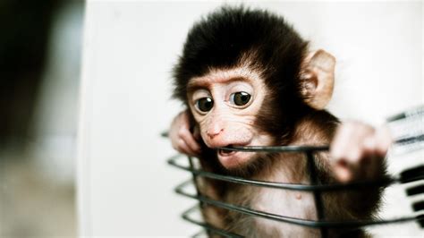 The World’s First Human-Monkey Chimera Was Created in China