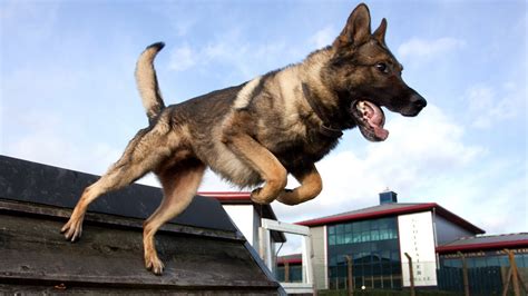 UK's Best Police Dog - YouTube