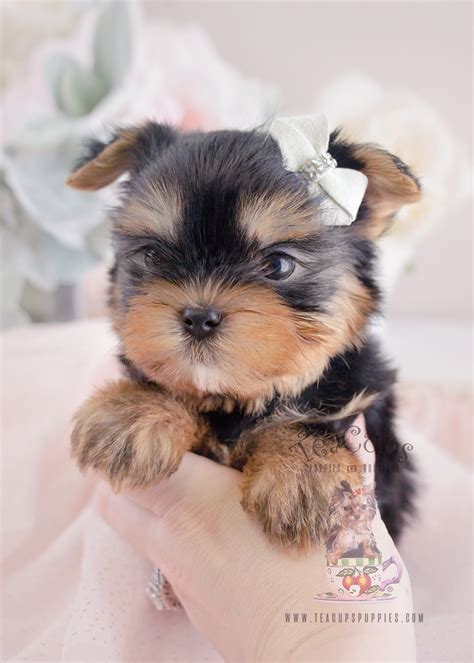 Teacup Yorkie Puppies For Sale at TeaCups in South Florida | Teacups, Puppies & Boutique