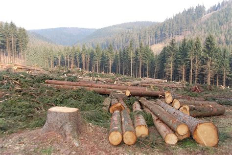 Deforestation Is One Of The Main Concerns Of The Present Age!! Humans ...