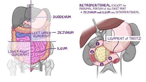 Anatomy of the abdominal viscera: Small intestine | Osmosis