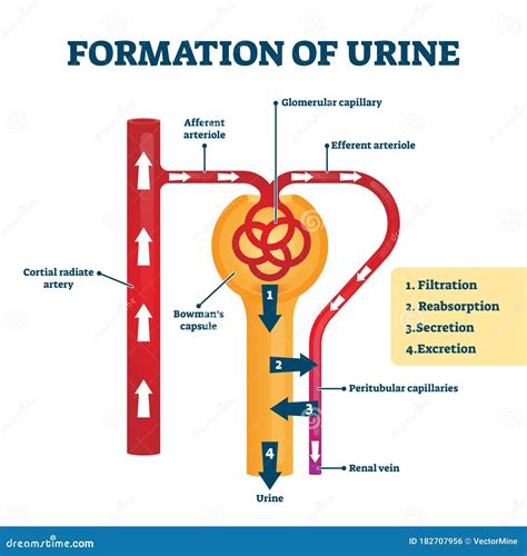 Formation of Urine Vector Illustration. Labeled Creation Process Explanation Stock Vector ...