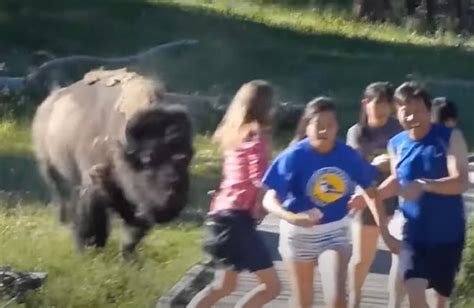 Viral video of bison charging at boy shows exactly why signs say to ...