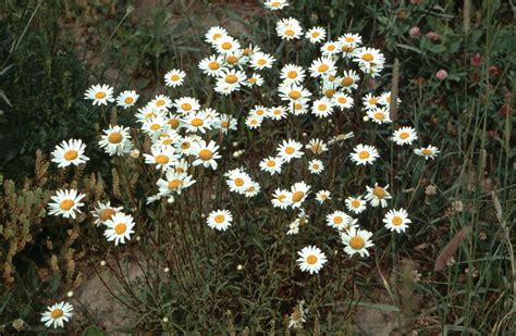 Oxeye daisy | Wildflower, Meadow Plant, Perennial | Britannica