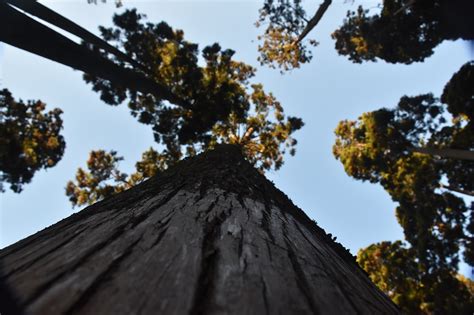 Pine Trees Canopy Tree - Free photo on Pixabay - Pixabay