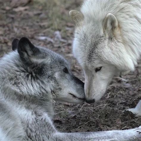 Wolf Conservation Center on Twitter | Wolf conservation center, Wolf, Adopt a wolf