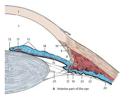 Ciliary Body - Structure of the Eye