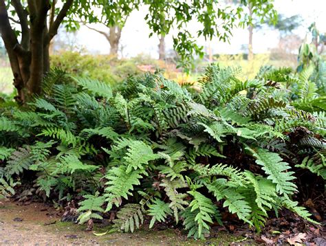 Hardy evergreen ferns for any spot in the garden | Bestall & Co