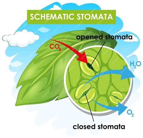 Free Vector | Diagram showing schematic stomata