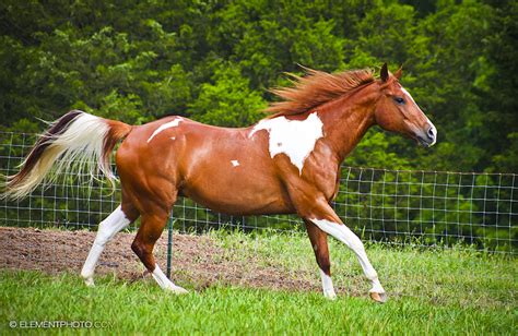 chestnut tobiano paint horse by venomxbaby on DeviantArt | Horses ...