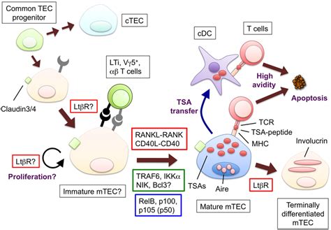 The two NF-κB activation pathways induced by RANK, CD40, and Ltβ R ...