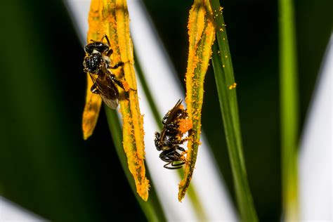 What Is A Stingless Bee? | Here's What You Need To Know