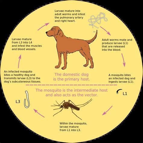 Tapeworms In Dogs: Causes, Prevention, And Treatments