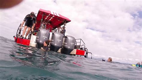 Port Douglas Reef Tours | Half Day Snorkelling at Low Isles - YouTube