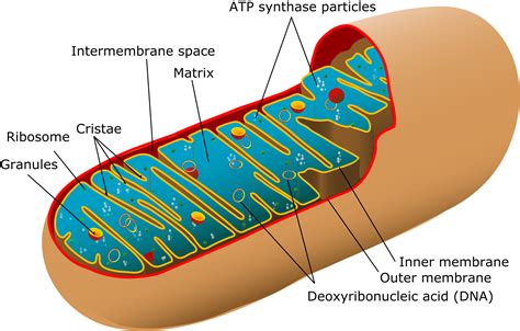 Mitochondria; Mitochondrial Contraction
