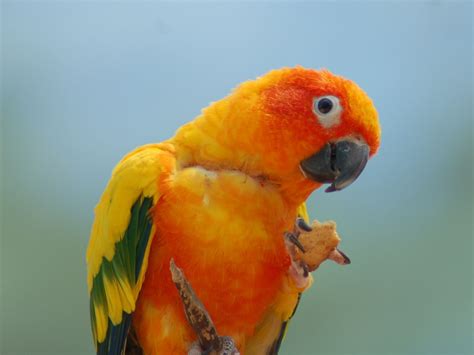 The Online Zoo - Sun Parakeet