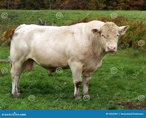 White Bull stock image. Image of strong, strength, immense - 5565301