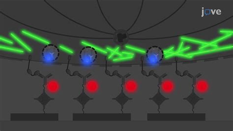 Super-Resolution Imaging of NK Cell Immunological Synapse Formation on a Supported Lipid Bilayer ...