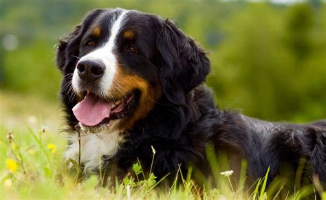 Do Bernese Mountain Dogs Shed | Bernese Mountain Dog Shedding