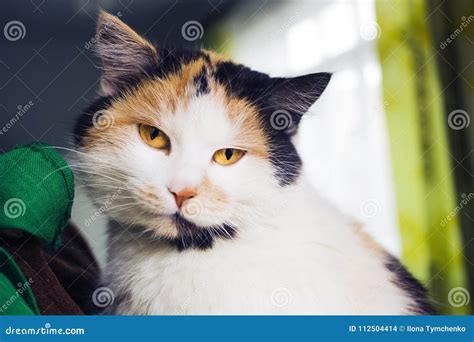 Portrait of Calico Cat with Yellow Eyes Stock Photo - Image of ...