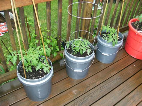 How to Grow Large Tomatoes in Containers - Instructables