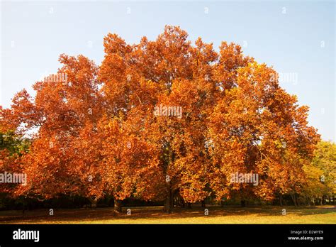 Autumn Sycamore Trees Stock Photo - Alamy