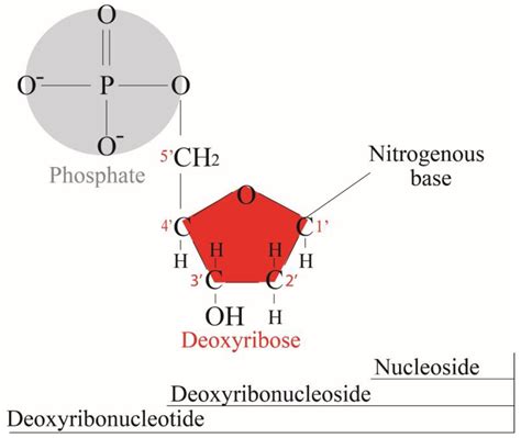 Deoxyribose Structure Linear