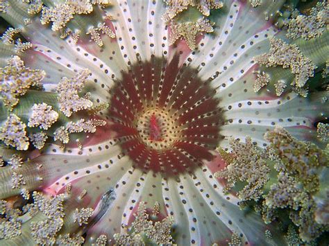 stinging anemone | Weird sea creatures, Underwater, Ocean creatures