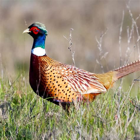 Ring-necked Pheasant – California Ricelands Waterbird Foundation