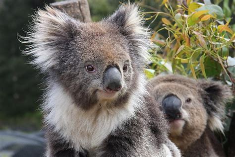 Kuranda Koala Gardens and Birdworld Admission Tickets 2024 - Cairns & the Tropical North