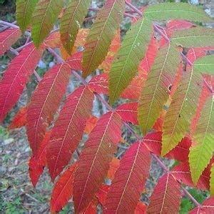 Flameleaf Sumac Tree Seeds schmaltzia Copallinum 40seeds - Etsy