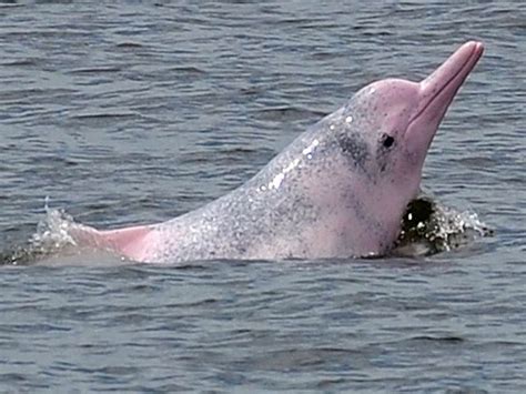 Rare Chinese white dolphin gets DNA bank - DAWN.COM