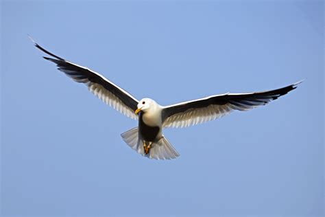 File:Bird in flight wings spread.jpg - Wikimedia Commons