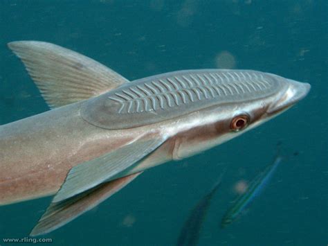 Real Monstrosities: Remora