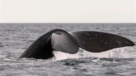 What is a Right Whale? - East Hampton Historical Society