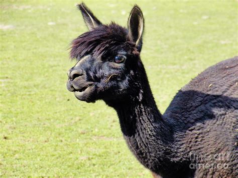 Black Alpaca Photograph by Judy Via-Wolff