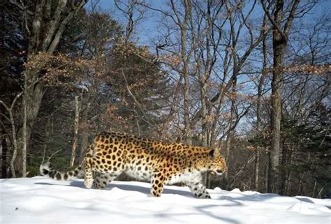 Amur Leopard Habitat - Where do Amur Leopards Live