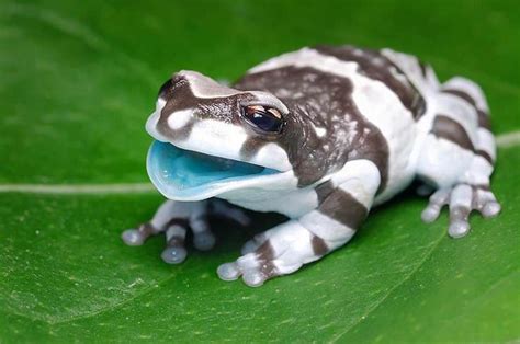 TYWKIWDBI ("Tai-Wiki-Widbee"): Amazon Milk Frog