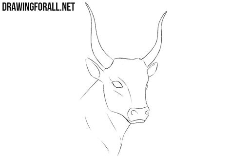 How To Draw A Bull at How To Draw