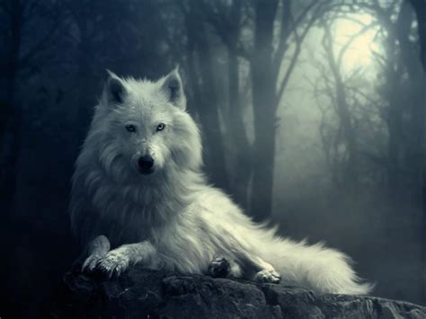 4K Wolf Wallpaper - WallpaperSafari