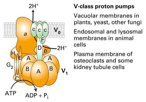 ATPase pumps