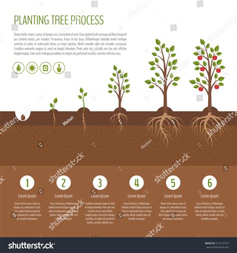 Planting Tree Process Infographic Apple Tree Stock Vector 417312727 - Shutterstock