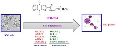 ITR‑284 modulates cell differentiation in human chronic myelogenous leukemia K562 cells